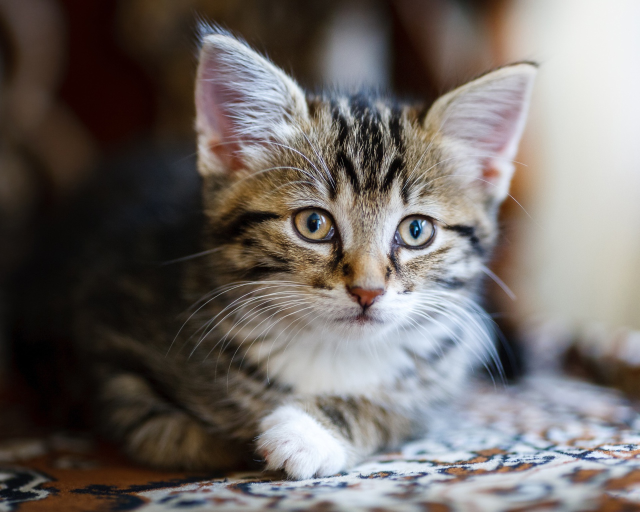 Красивый серый котенок лежит на диване 