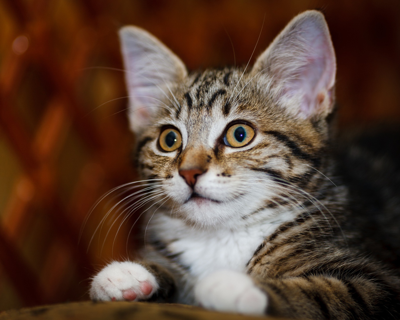 Красивый серый котенок с белыми пятнами 