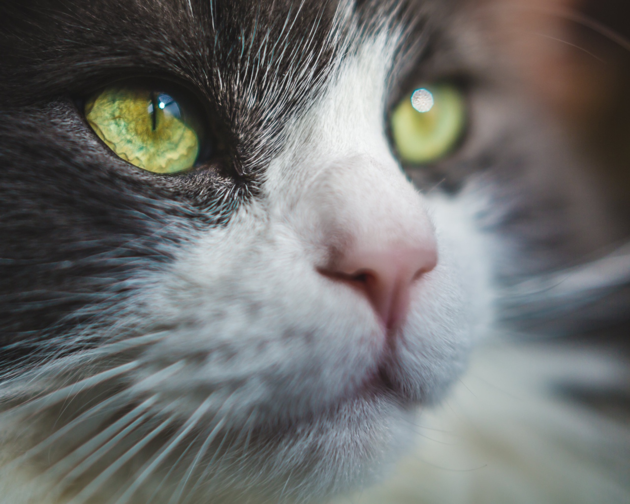 Красивые зеленые глаза кота 