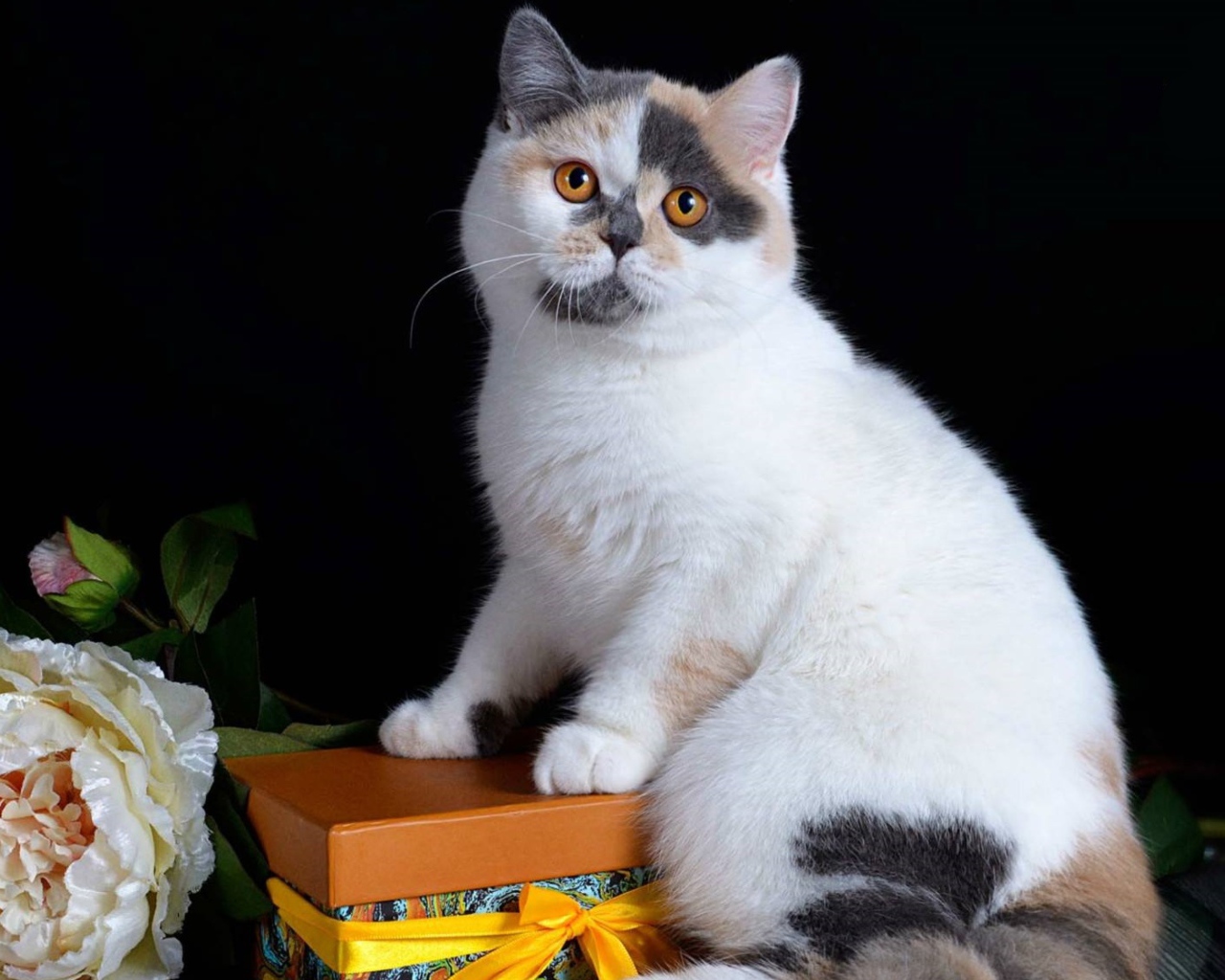 Красивый котенок с подарком и цветком на черном фоне