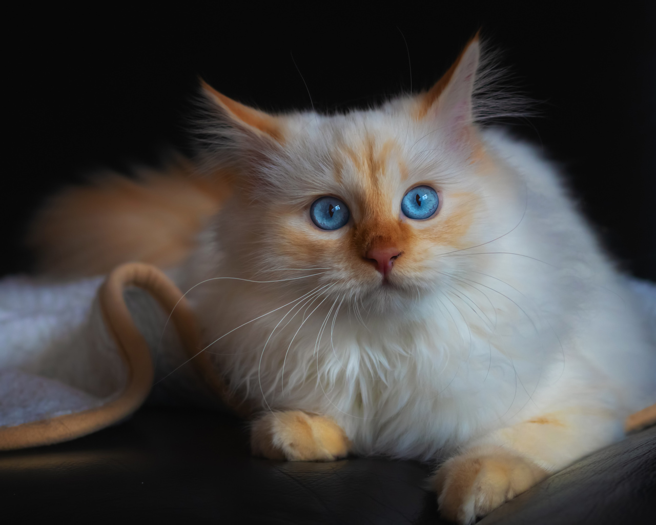 Красивый породистый голубоглазый кот лежит на диване