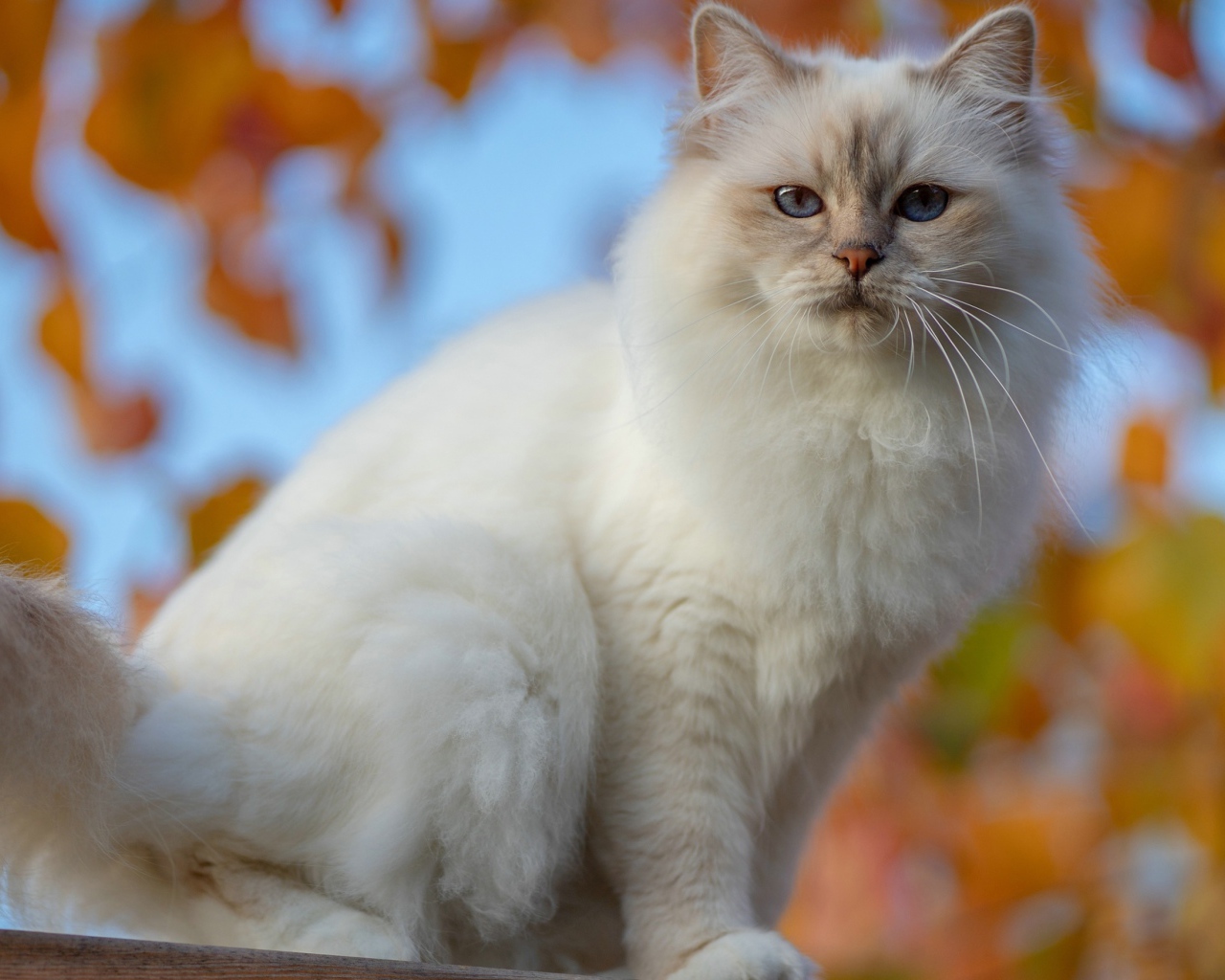 Красивая породистая белая голубоглазая кошка