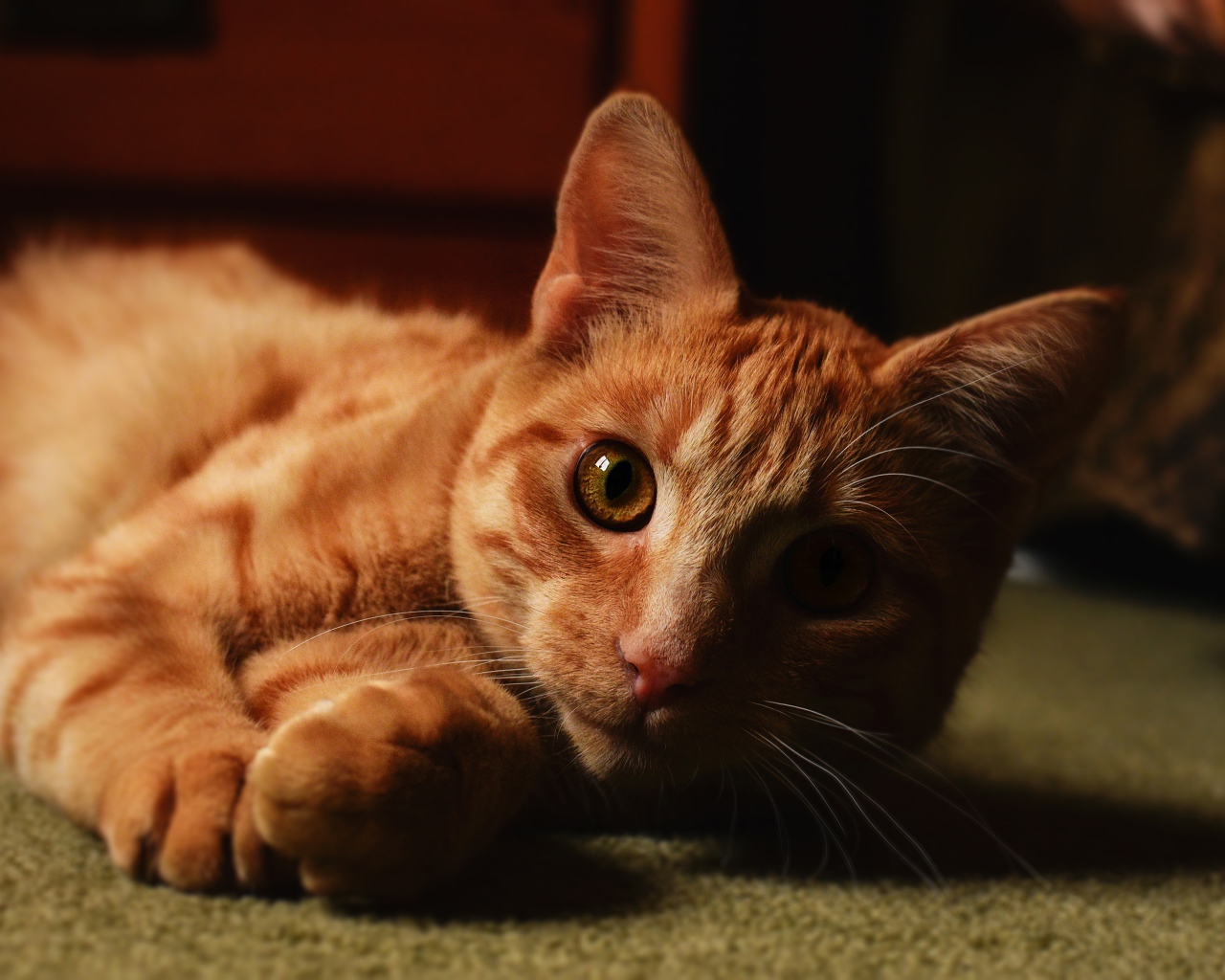 Рыжий красивый кот лежит на полу