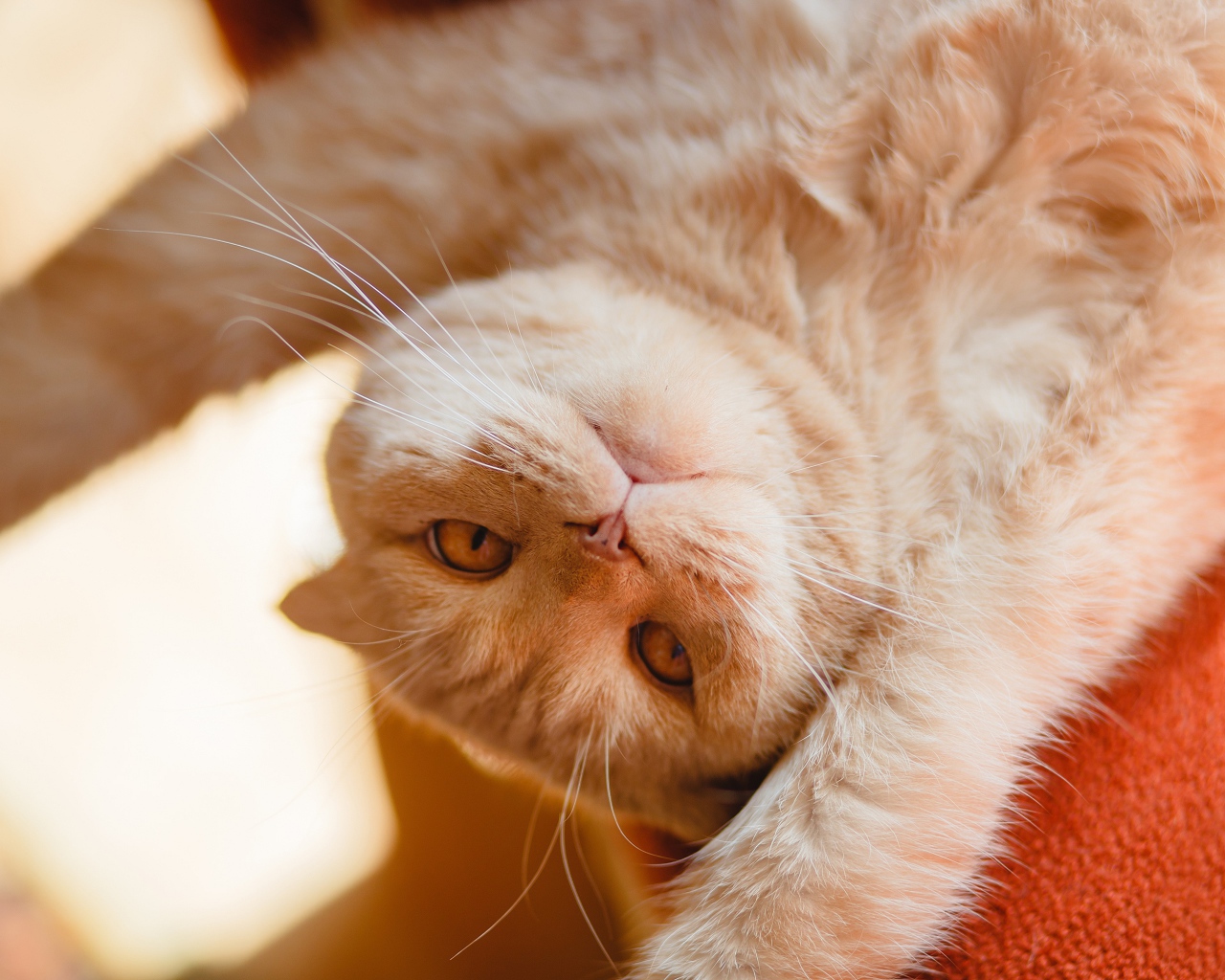 Красивый рыжий кот лежит лапами вверх