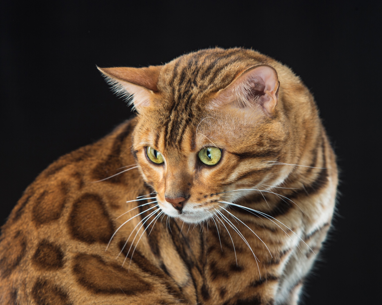 Beautiful spotted bengal cat on black background