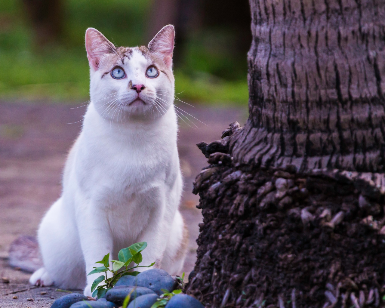 Красивый белый голубоглазый кот сидит у дерева 