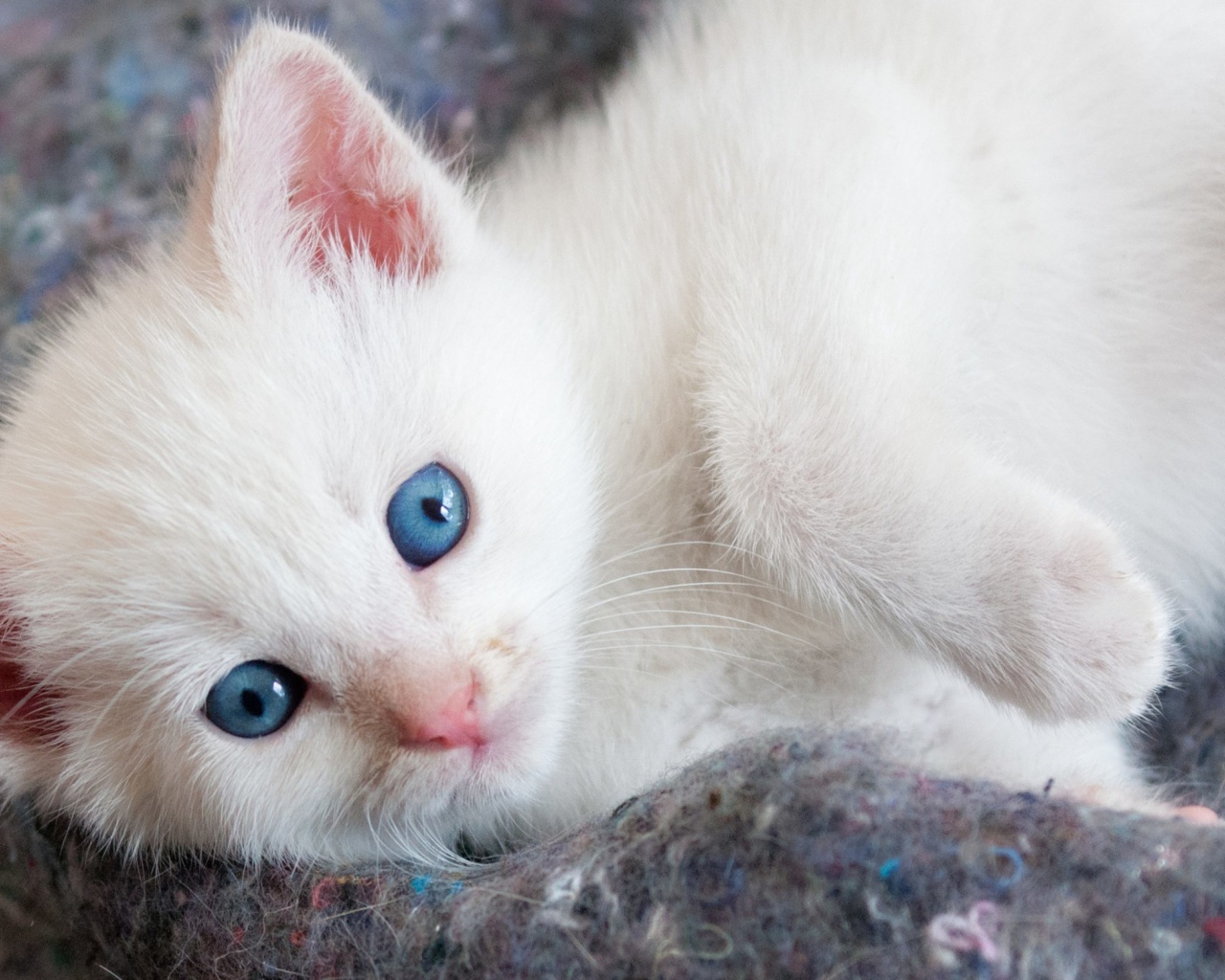 Красивый белый котенок с голубыми глазами