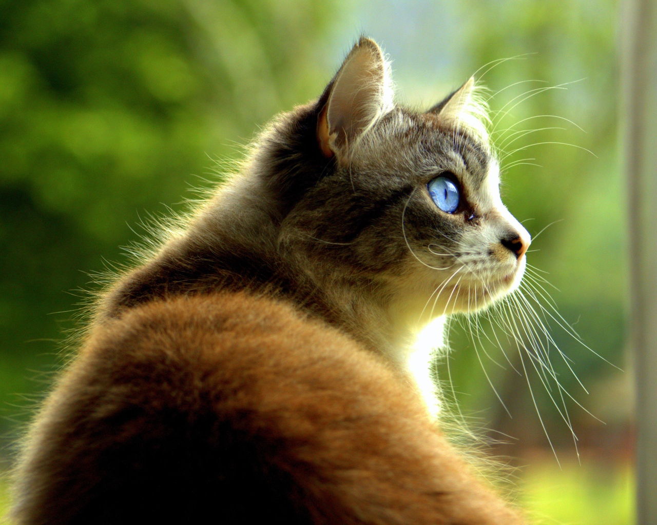 Большой кот с голубыми глазами 