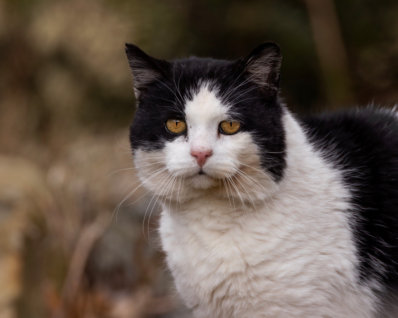 Большая морда черно-белого кота 