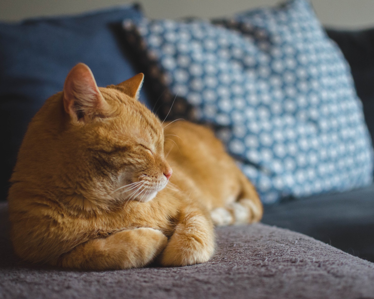 Большой рыжий кот спит на диване