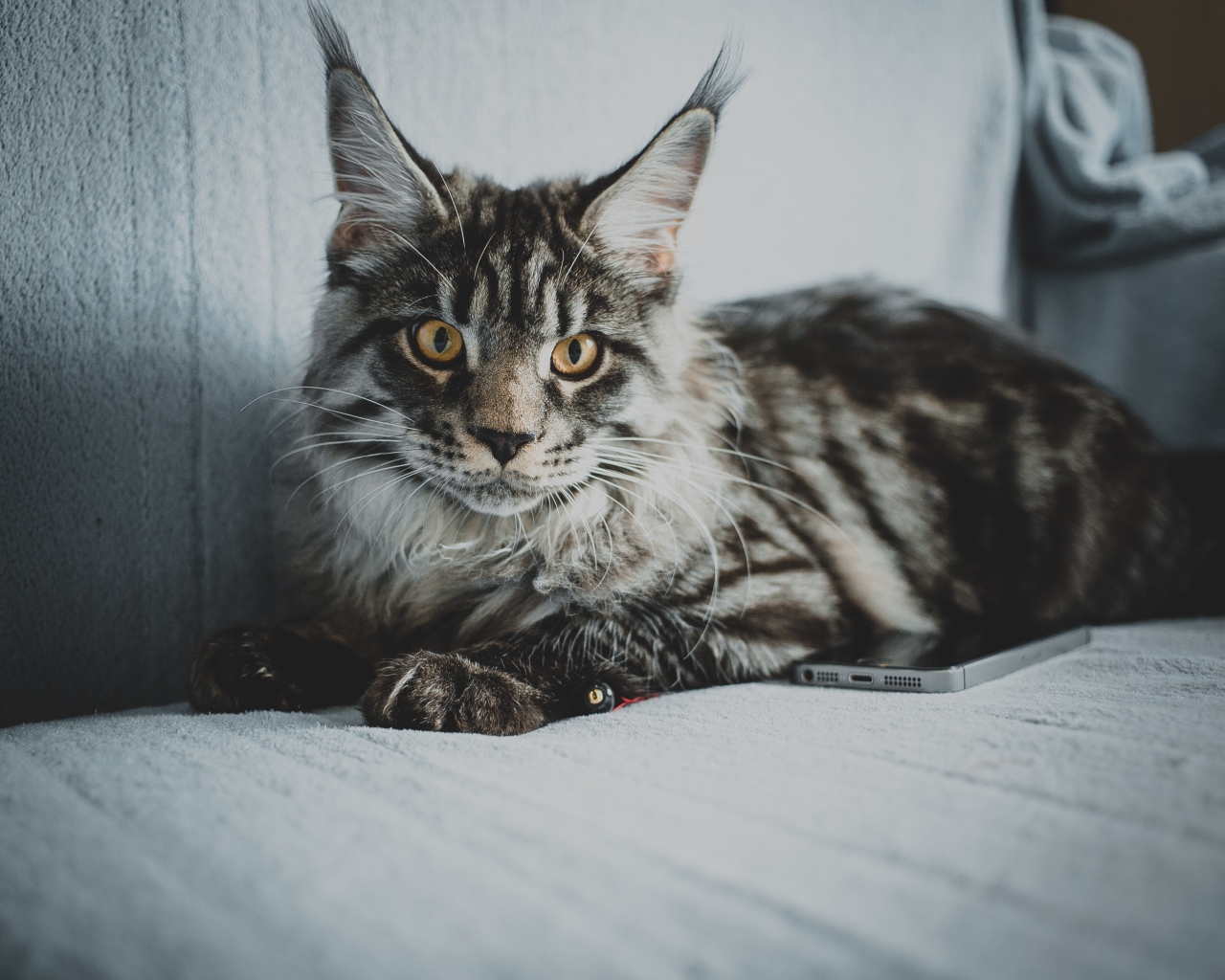 Большой серый кот породы мейн кун на диване 