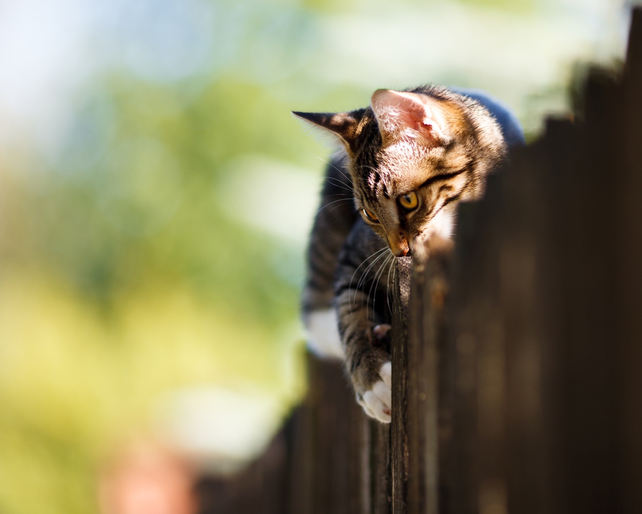 Большой серый кот лежит на заборе 