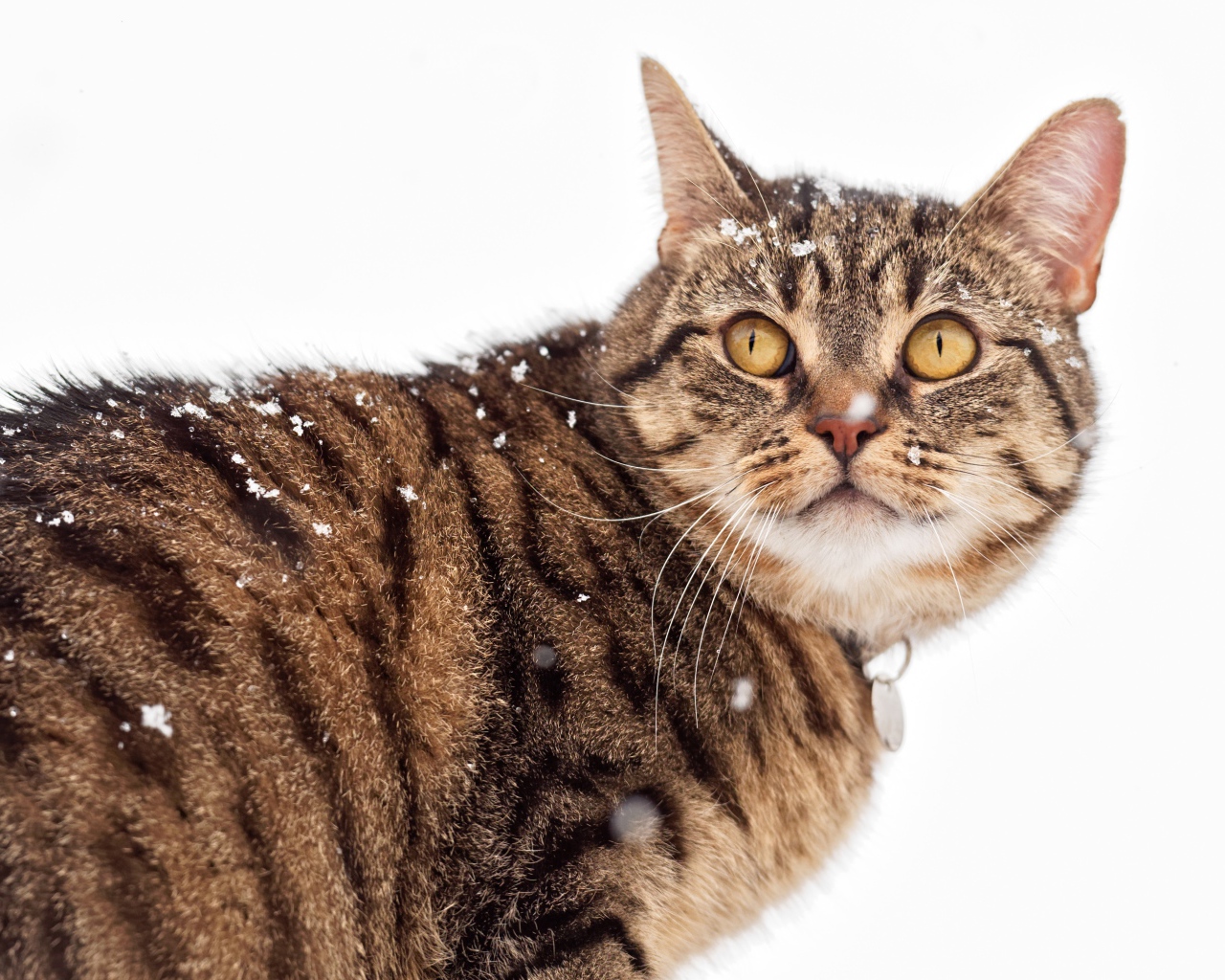 Большой серый кот на улице зимой