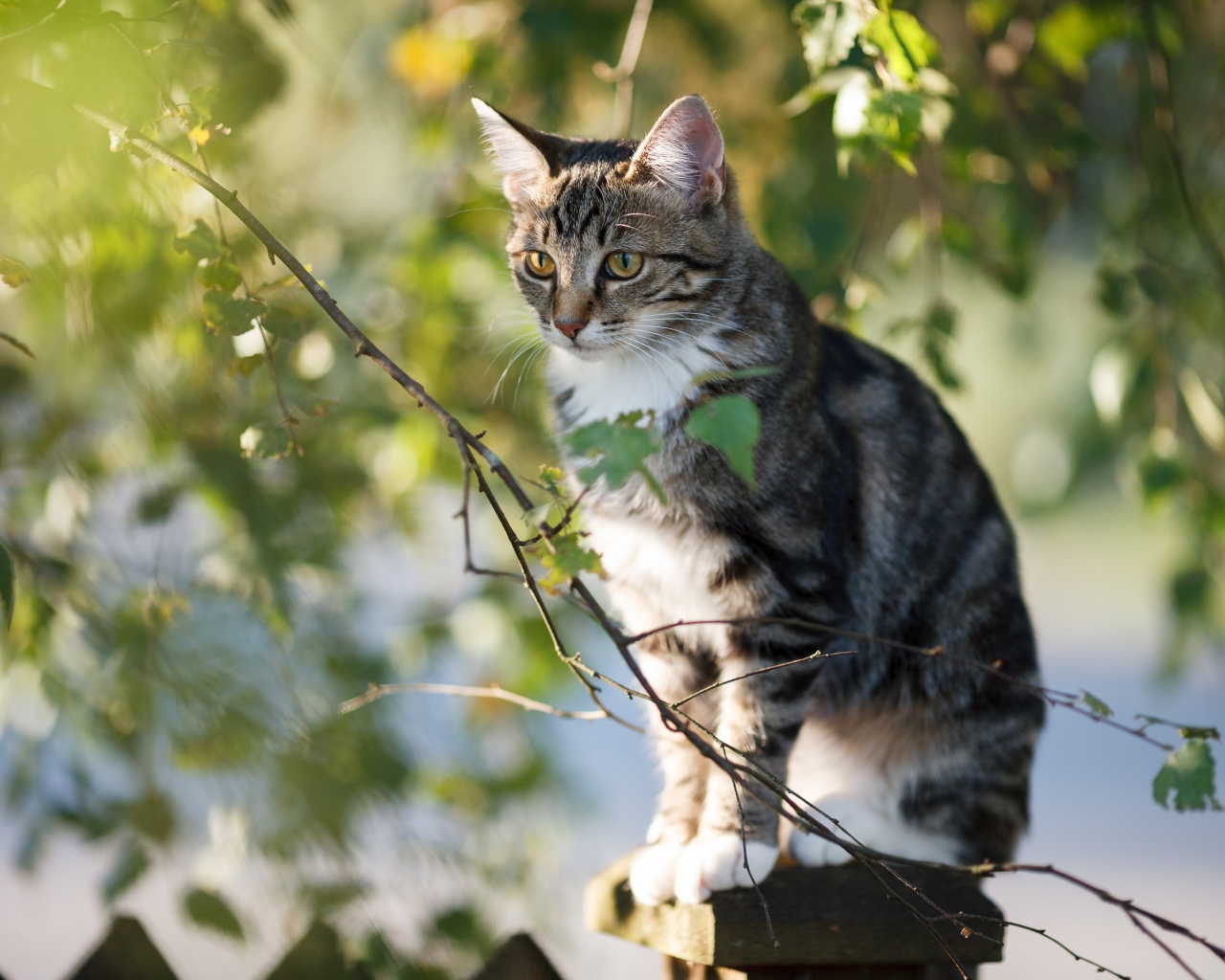 Большой серый кот сидит на заборе у дерева