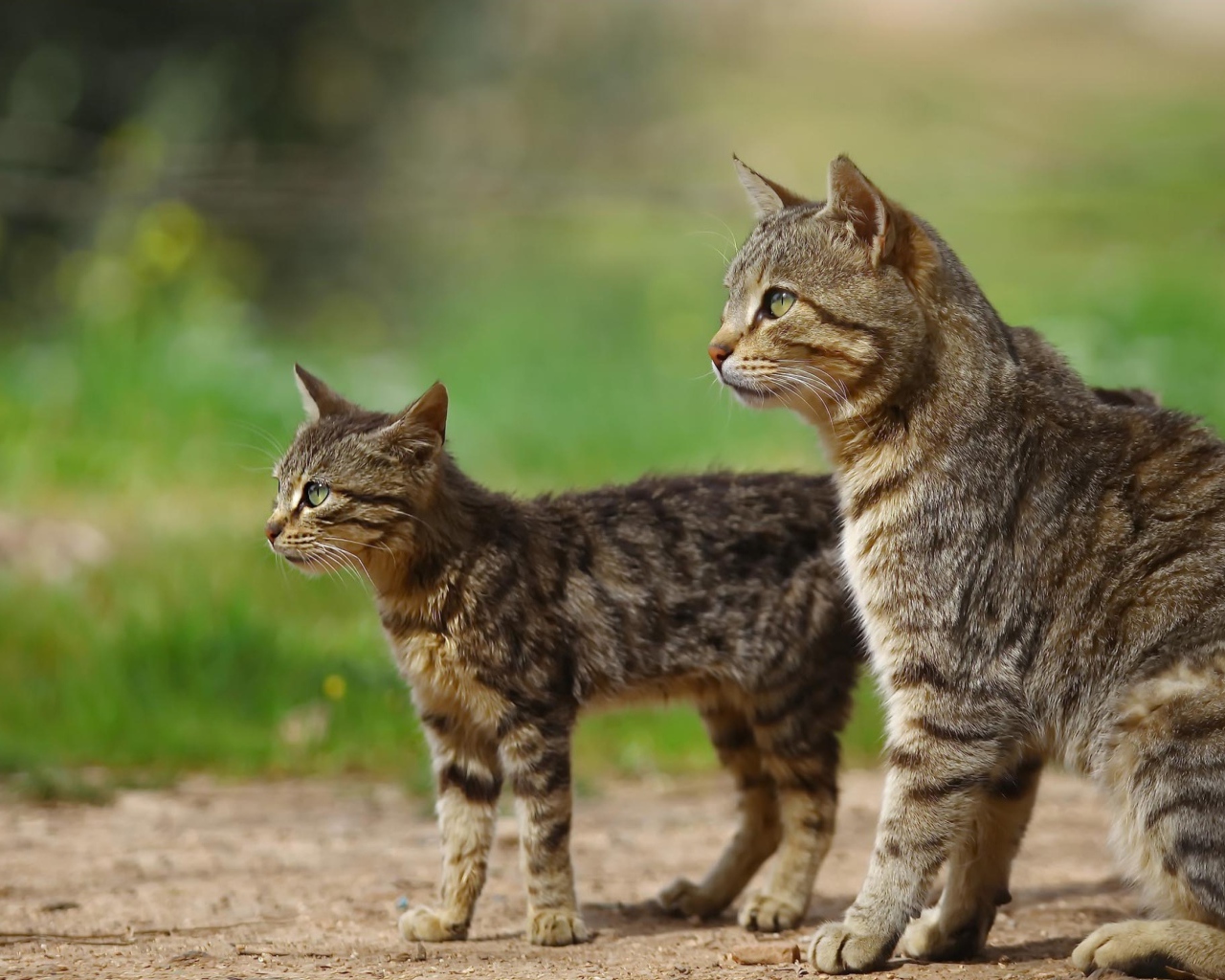 Большая серая кошка с котенком на улице