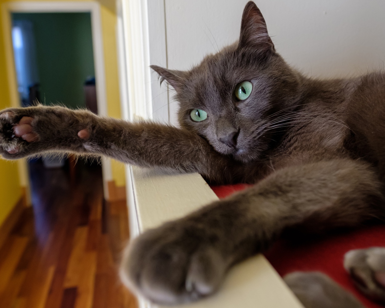 Большой серый кот с зелеными глазами 