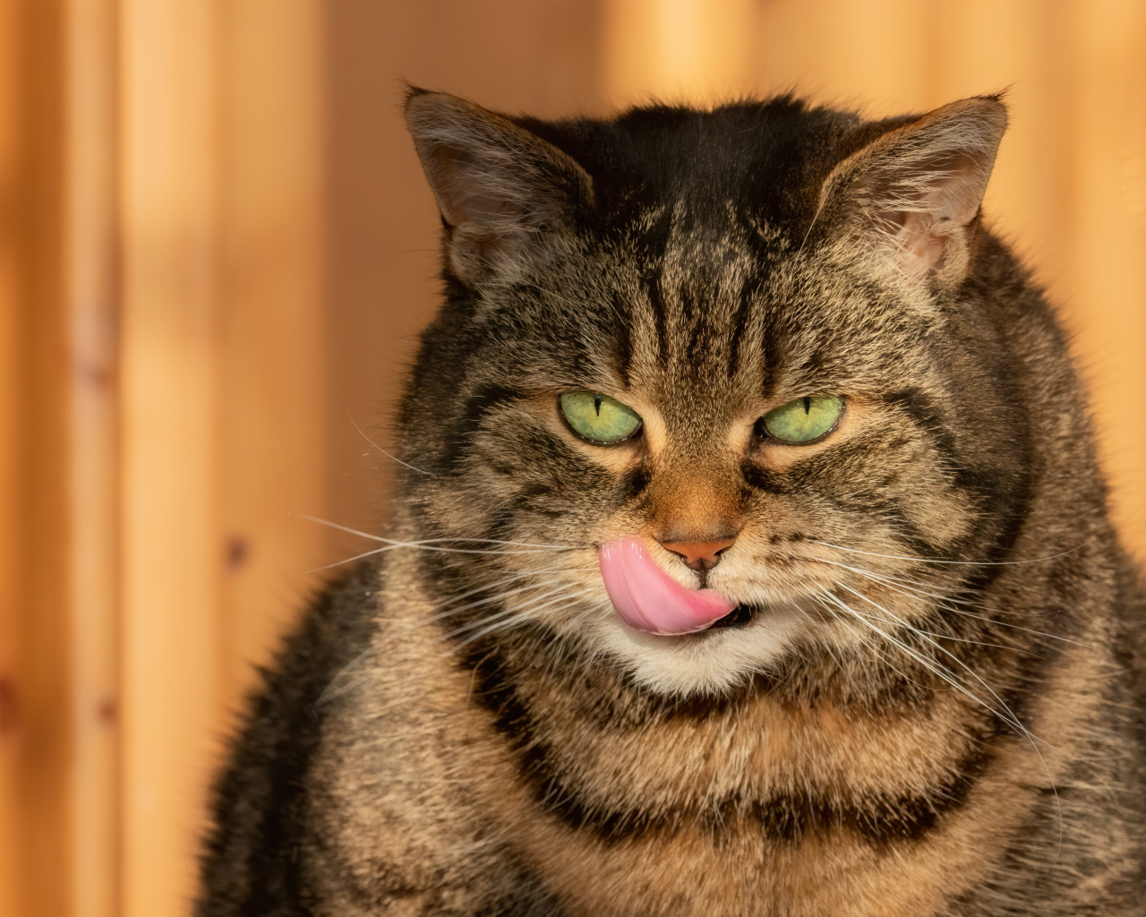 Большой серый кот с высунутым языком