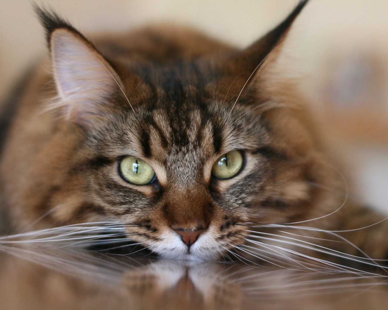 Большой серый кот с белыми усами крупным планом