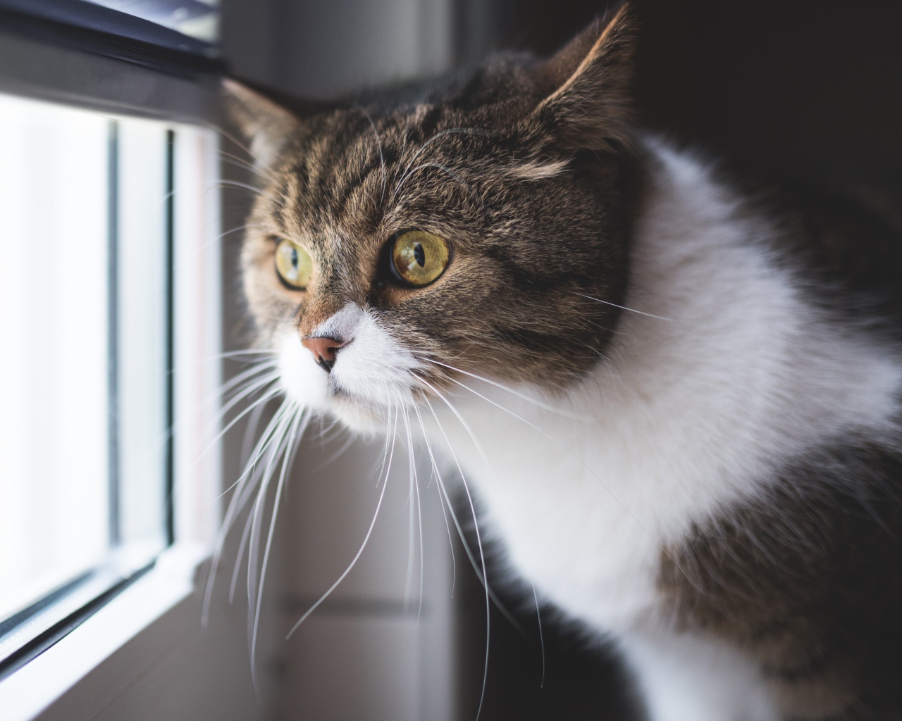 Большой серый с белым кот смотрит в окно 