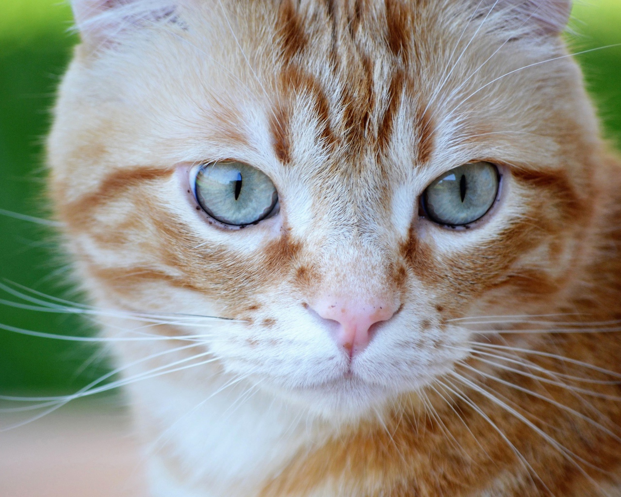 Большой рыжий голубоглазый кот крупным планом
