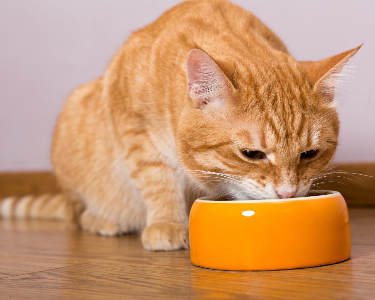 Большой рыжий кот ест из миски 