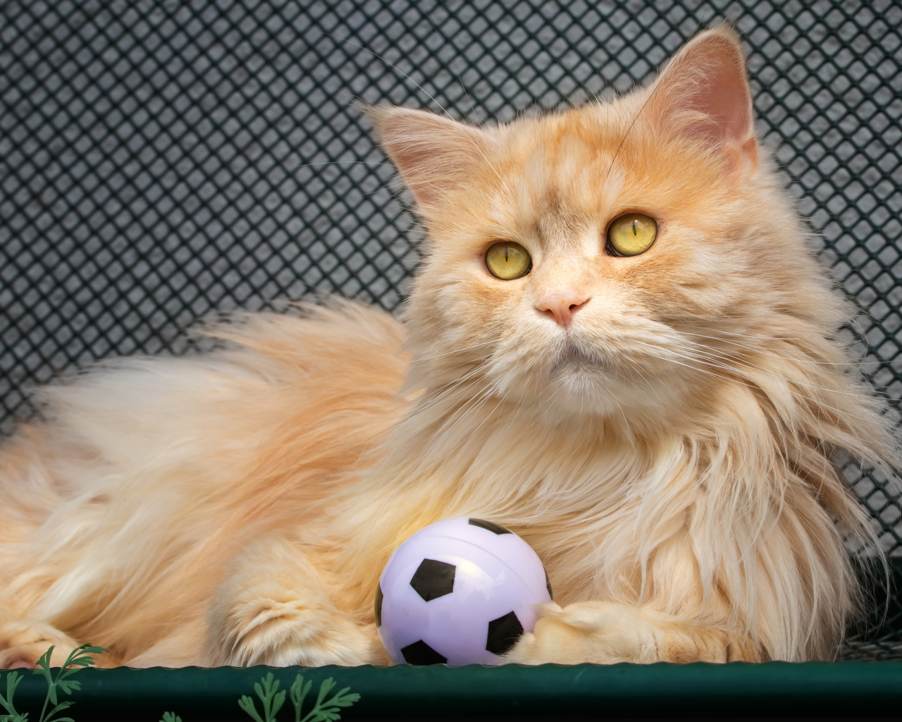 Большой рыжий кот играет с мячиком