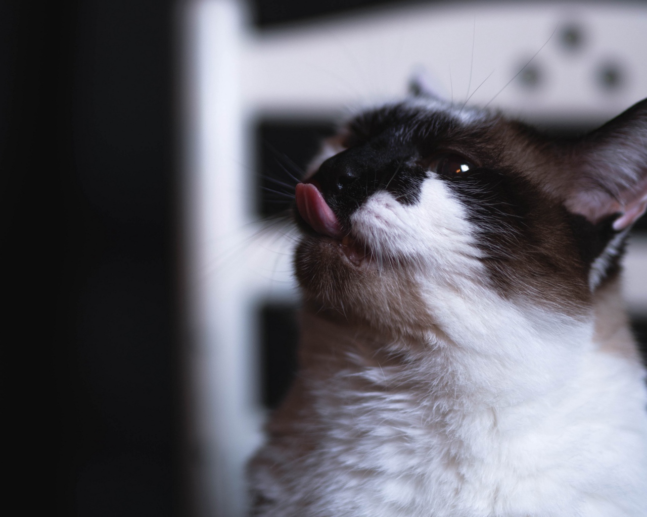 Черно белый кот с высунутым языком