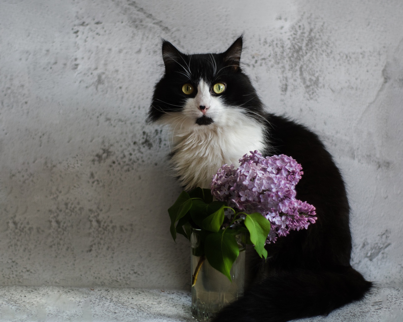 Черно-белый пушистый кот на фоне серой стены с сиренью 