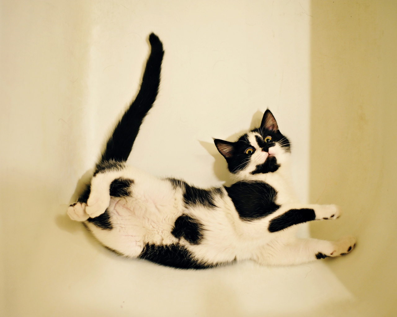 Черно - белый котенок лежит в белой ванной 