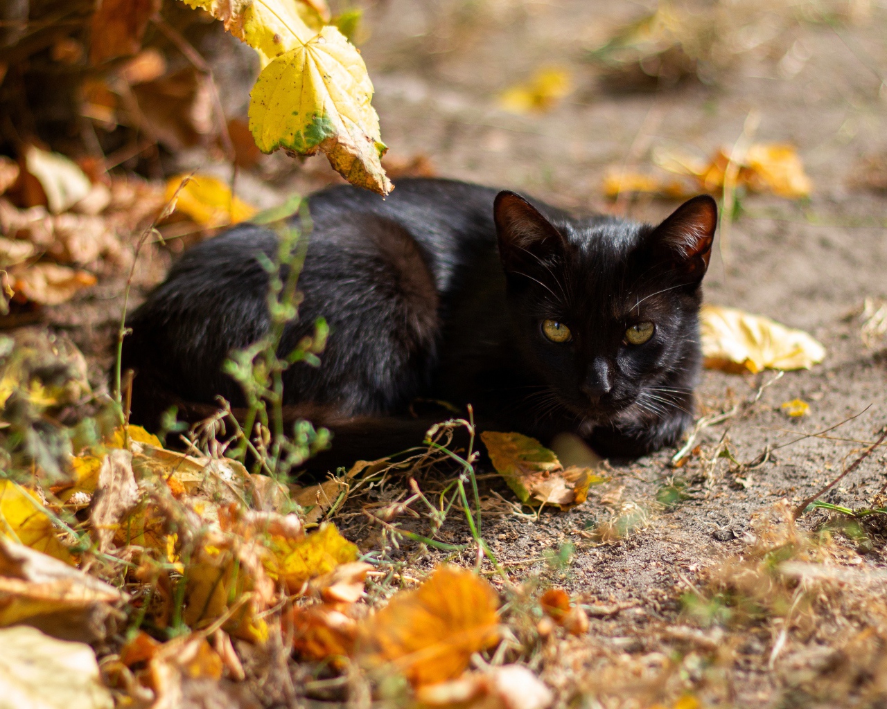 Черный кот лежит на земле с опавшими листьями 