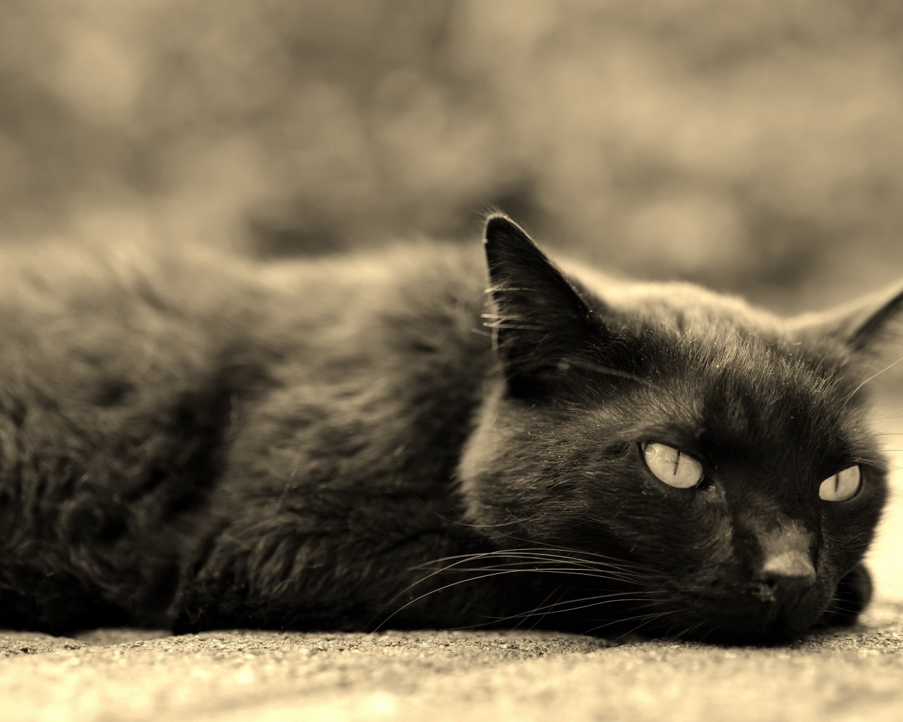 Черный кот лежит на асфальте 