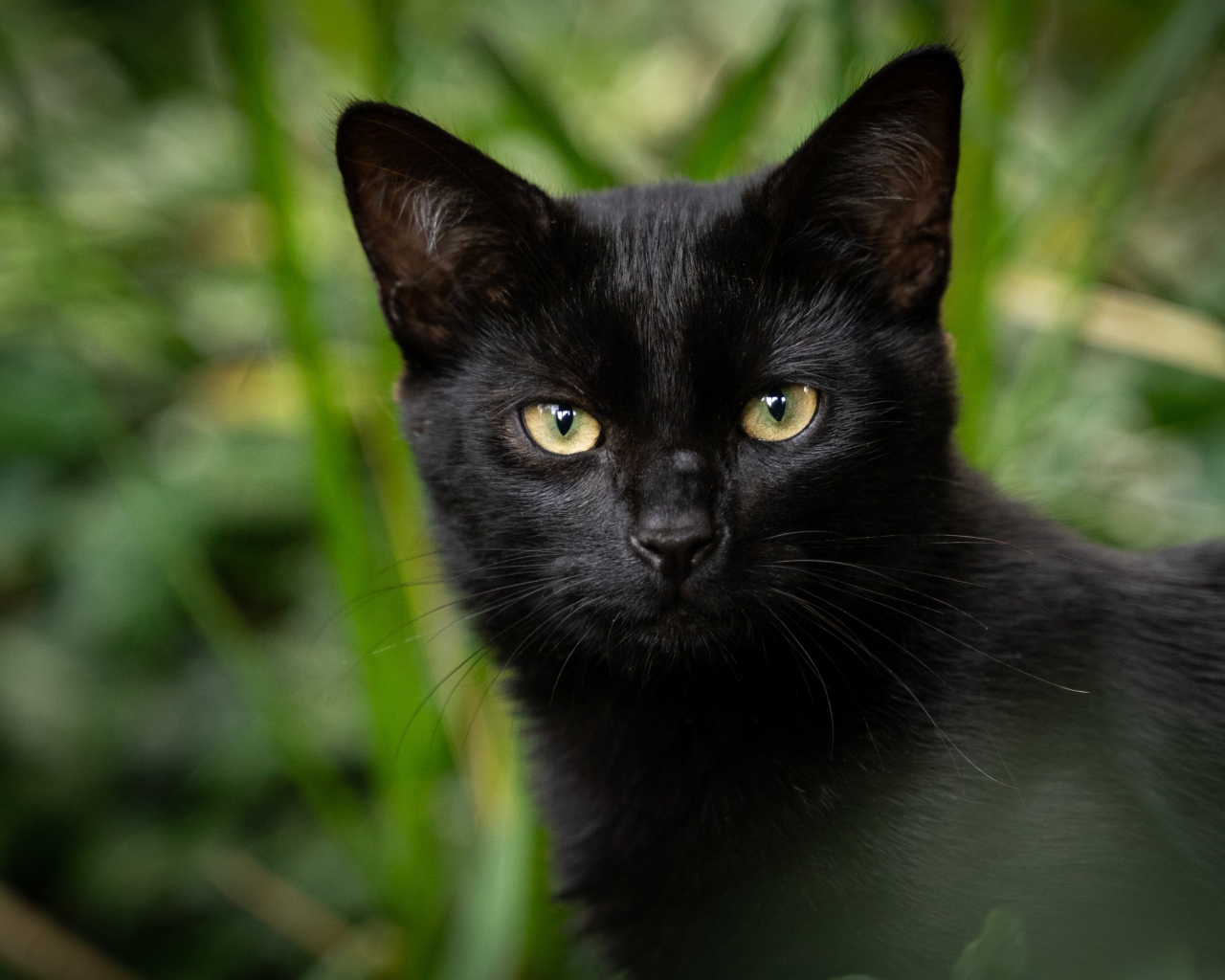 Черный кот с желтыми глазами крупным планом 
