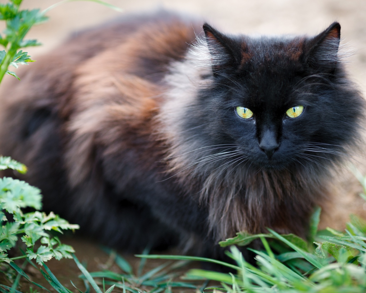 Черный пушистый породистый кот сидит у зеленой травы