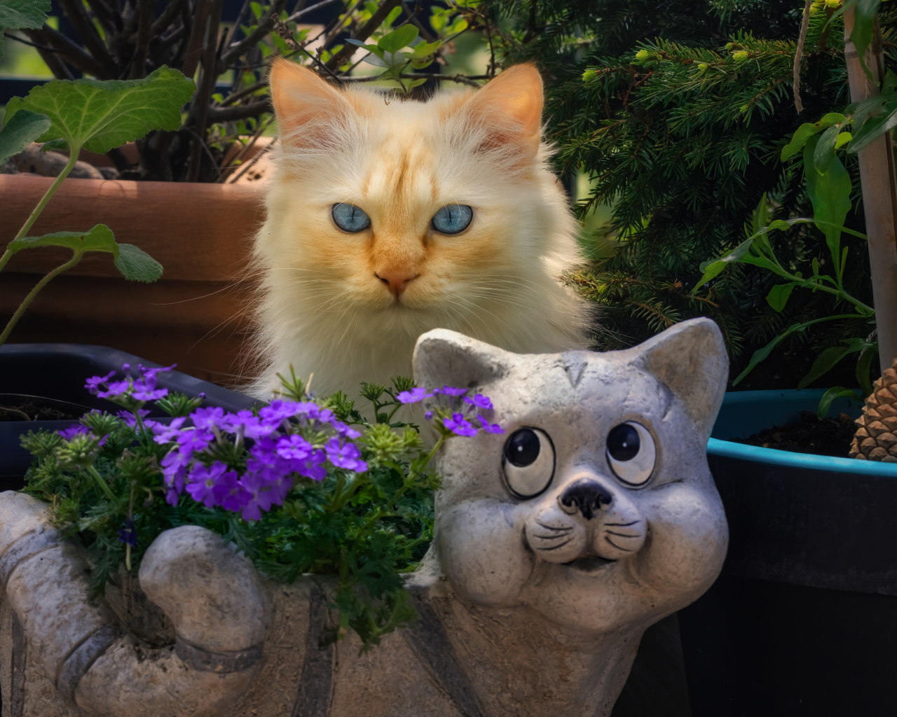 Голубоглазый рыжий кот прячется за садовой фигурой 
