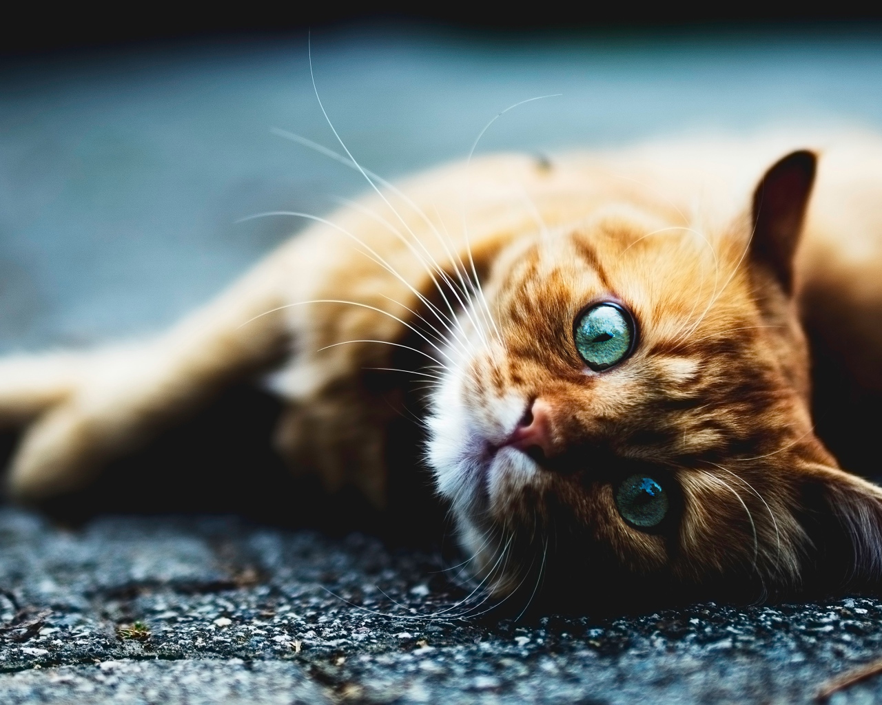 Голубоглазый рыжий кот лежит на асфальте