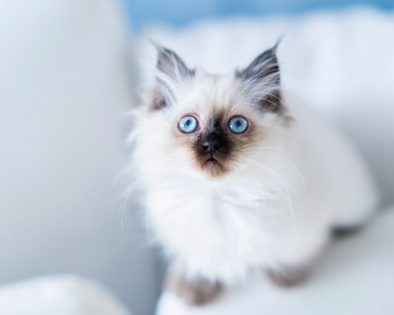 Голубоглазый породистый пушистый котенок
