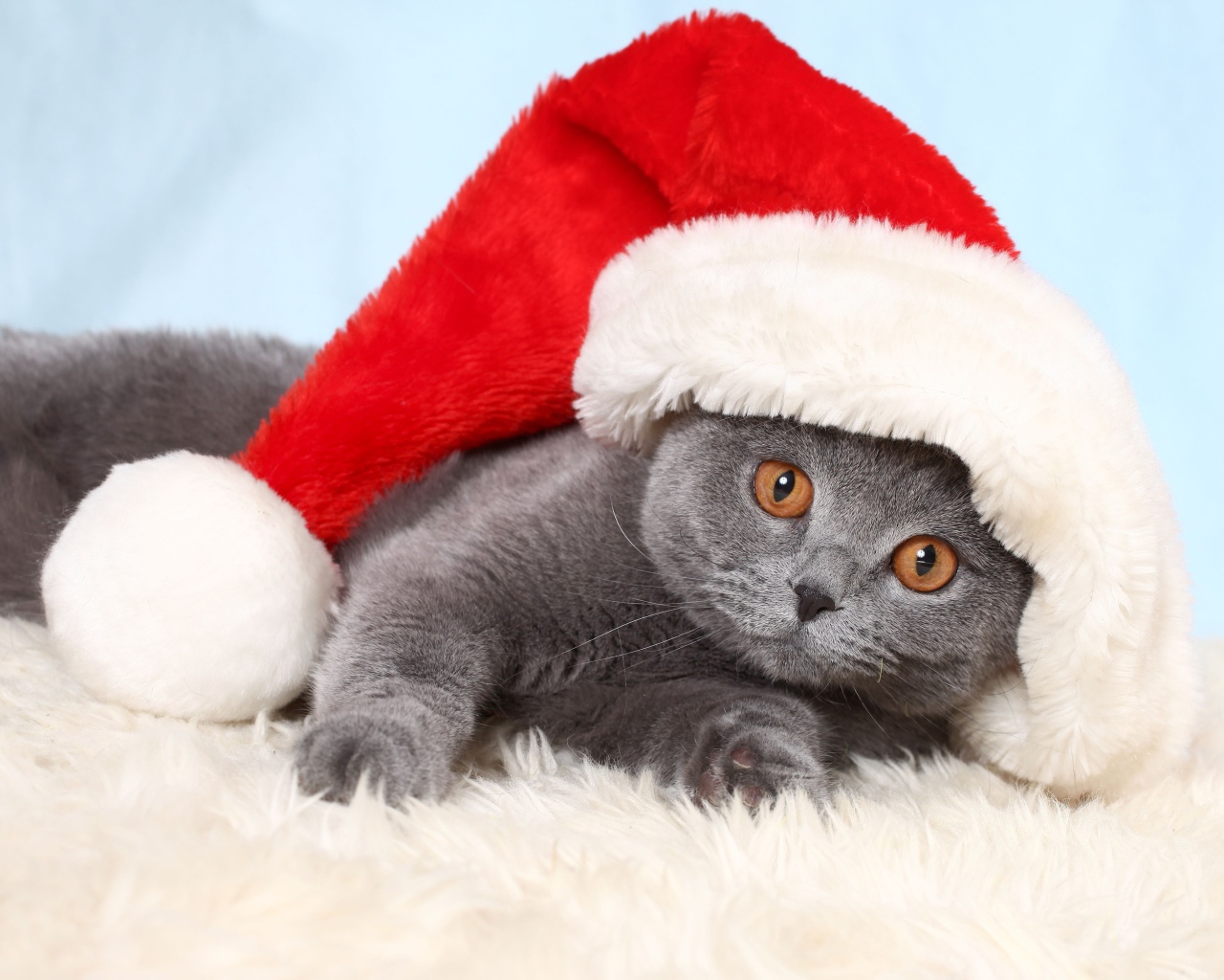 Британский кот в шапке Санта Клауса лежит на кровати 