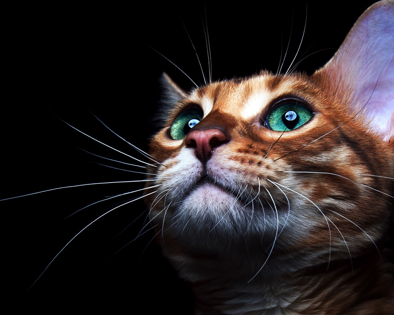 Коричневый зеленоглазый кот с длинными усами на черном фоне 