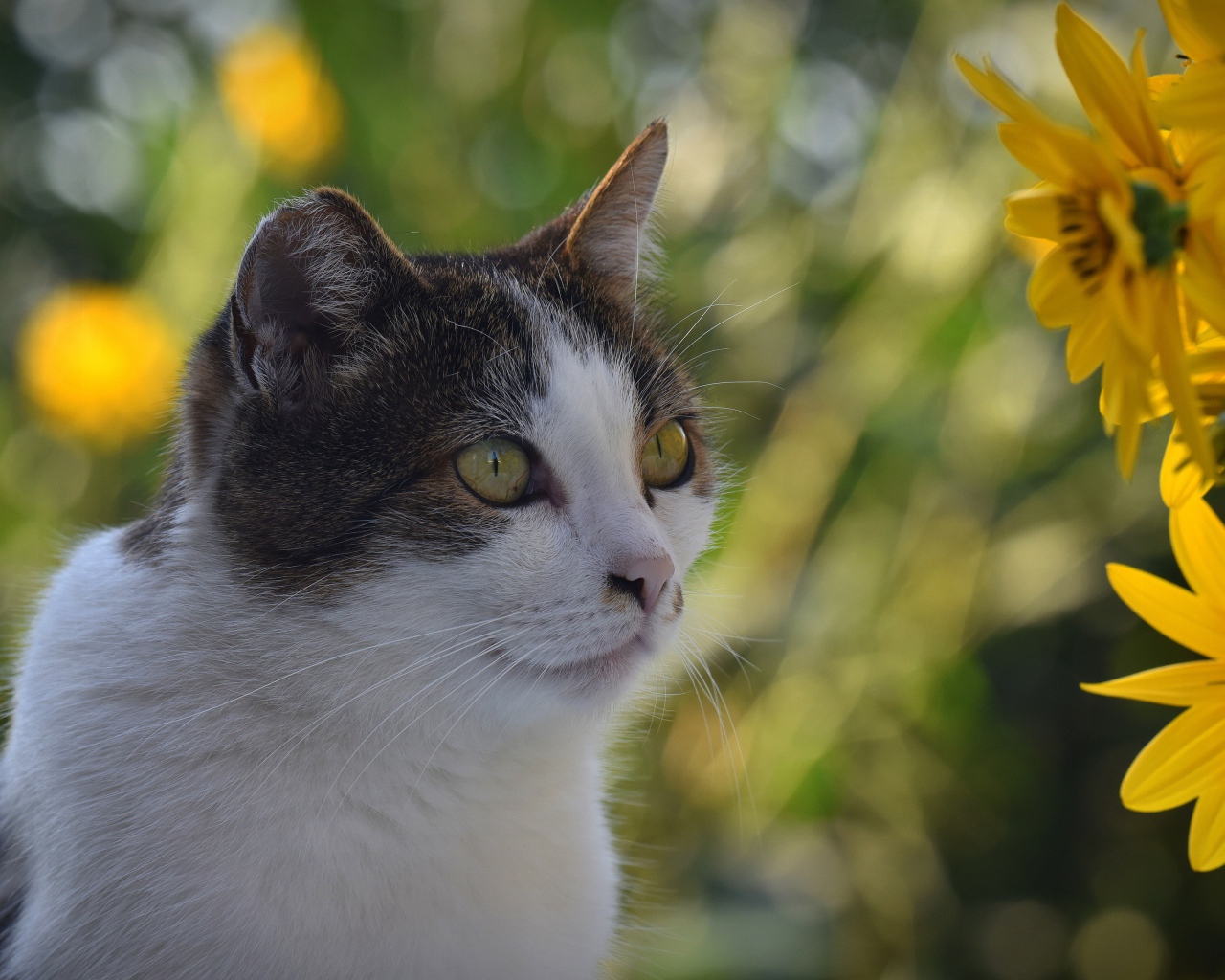 Кот сидит у желтых цветов