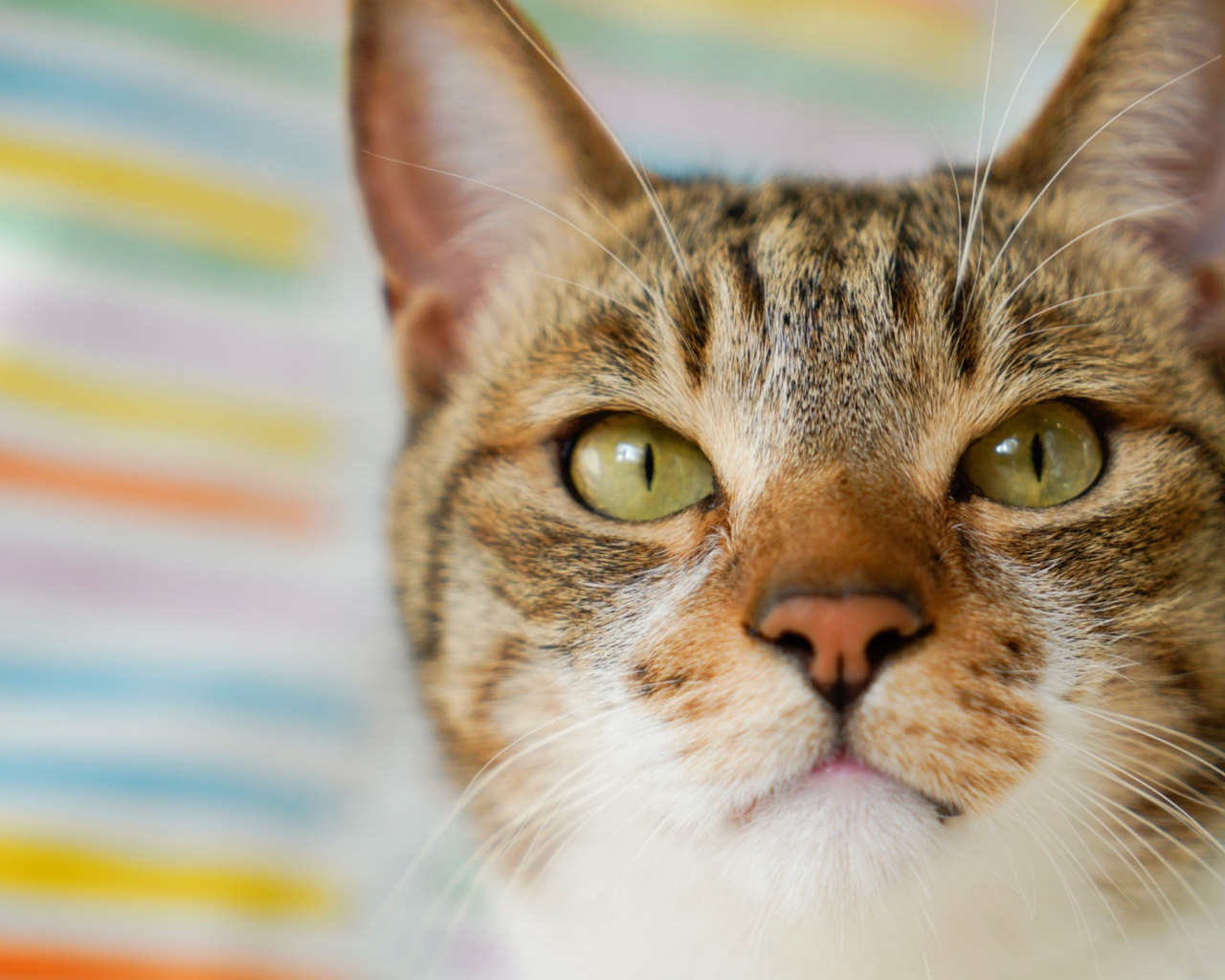 Морда серого кота с зелеными глазами крупным планом