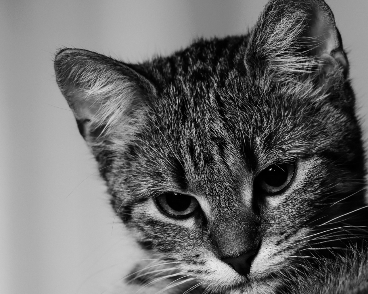 Морда серого котенка крупным планом