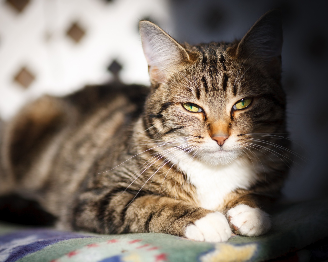 Довольный серый кот в лучах солнца