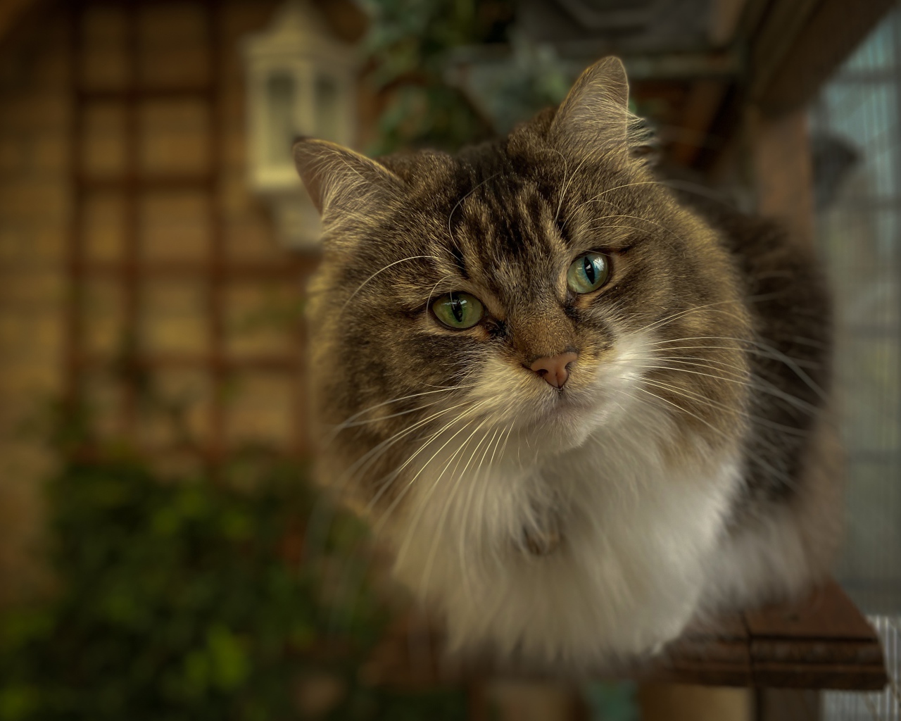 Любопытный пушистый зеленоглазый серый кот 