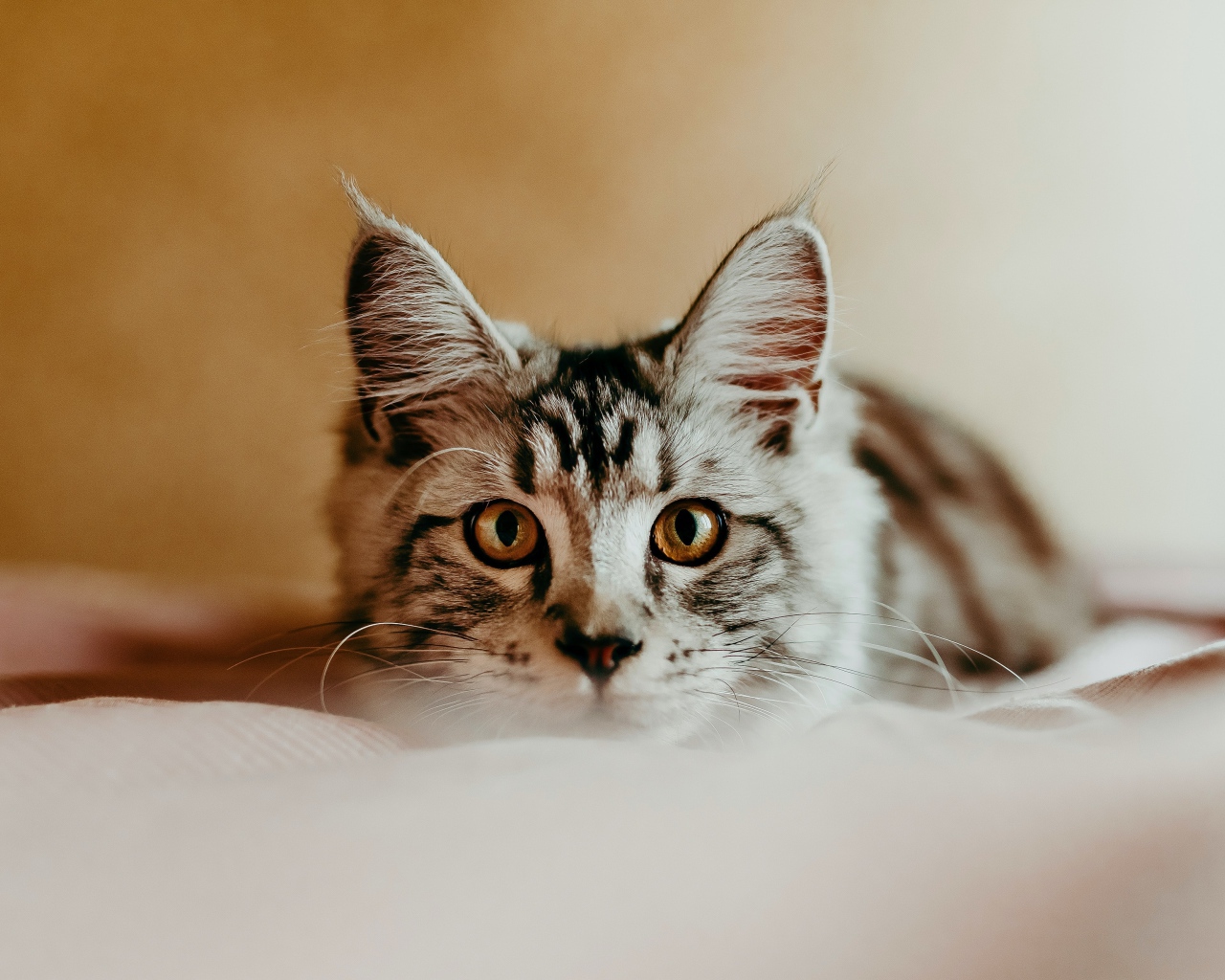 Любопытный взгляд маленького серого котенка 