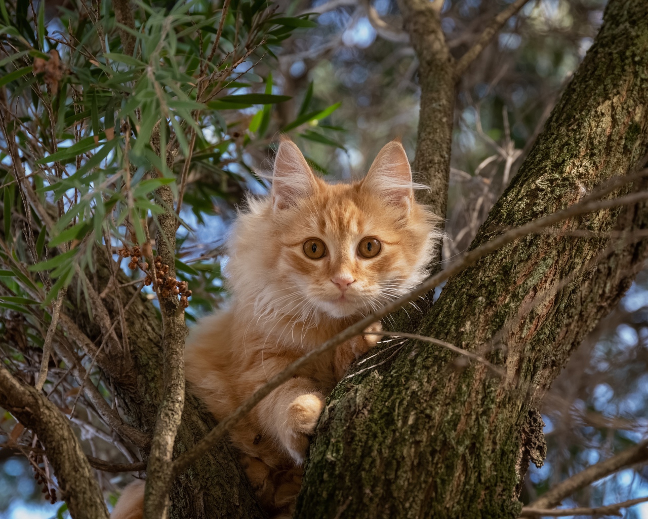 Любопытный рыжий кот сидит на дереве 