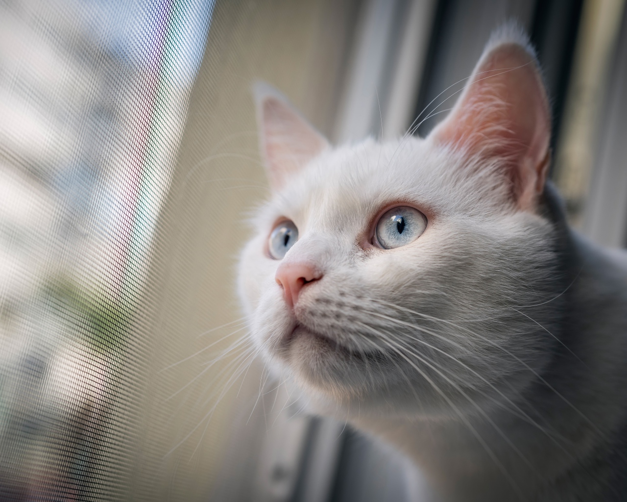 Любопытный белый голубоглазый кот смотрит в окно 