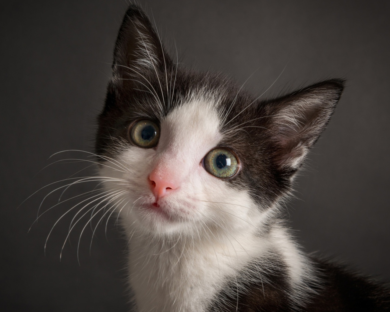 Милый черно-белый котенок на сером фоне