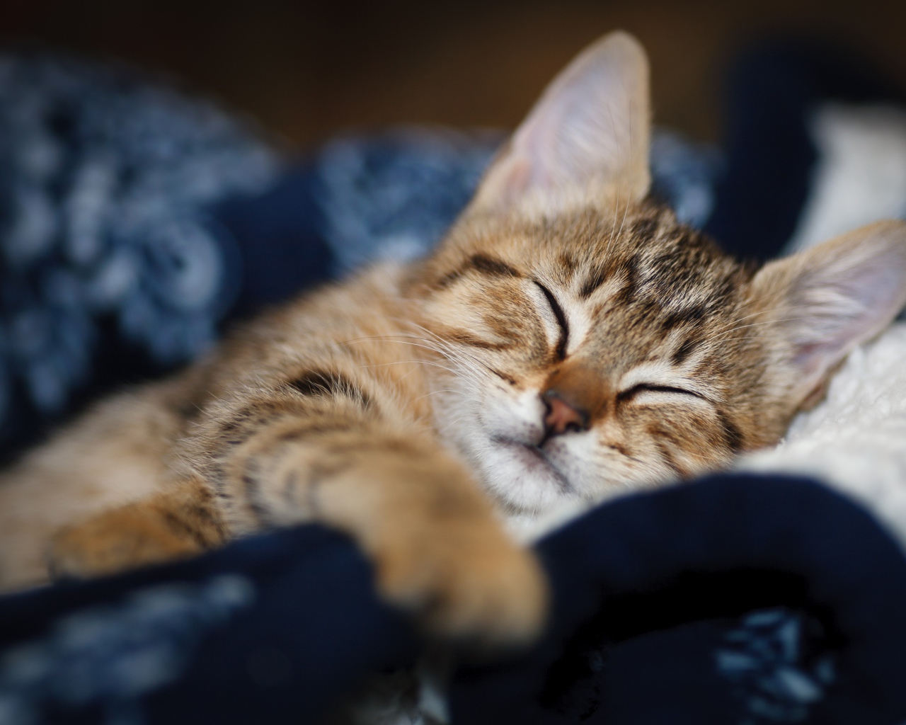 Милый серый котенок спит на одеяле 