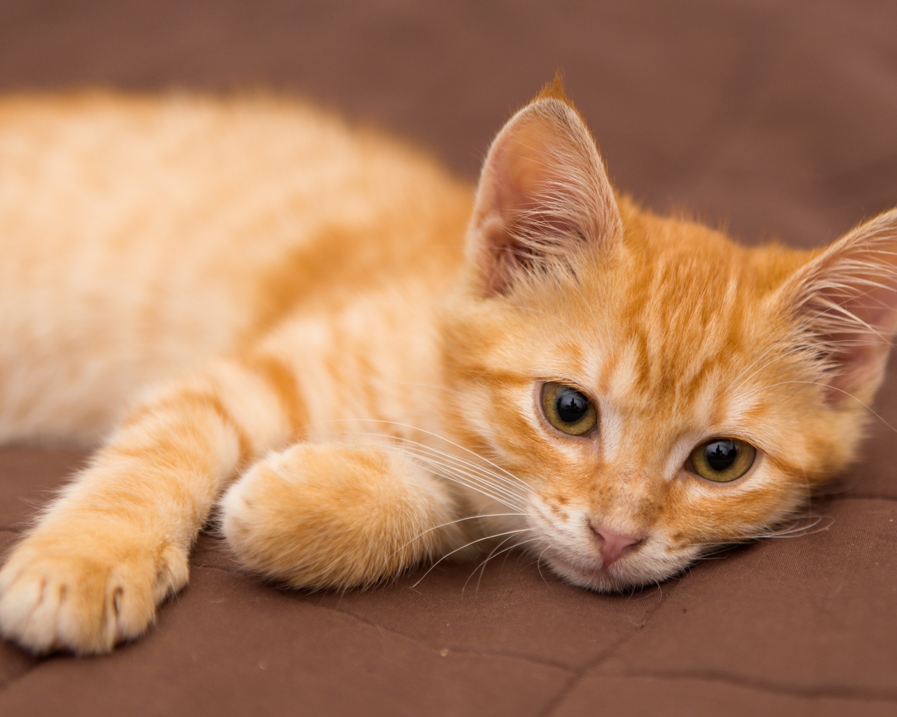 Cute little ginger kitten lies on a sofa