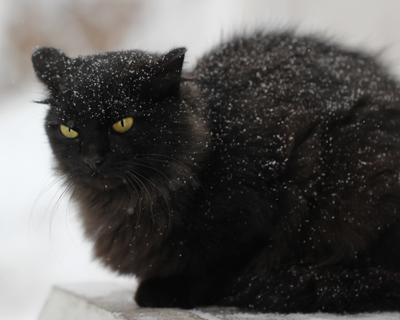 Недовольный черный кот в снегу на улице